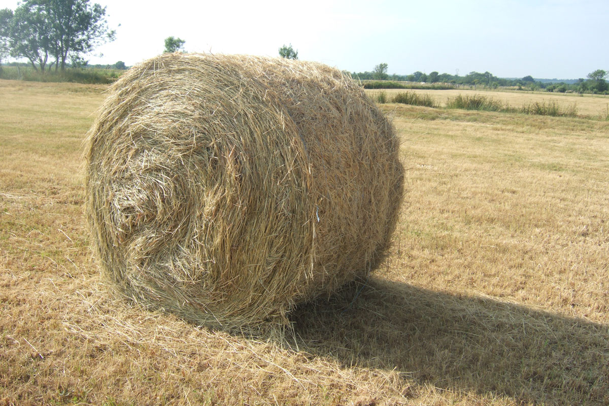 ballotpaille