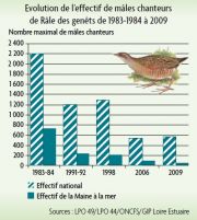 evolution de leffectif de males chanteurs de rale des genets de 198384 a 2009 medium