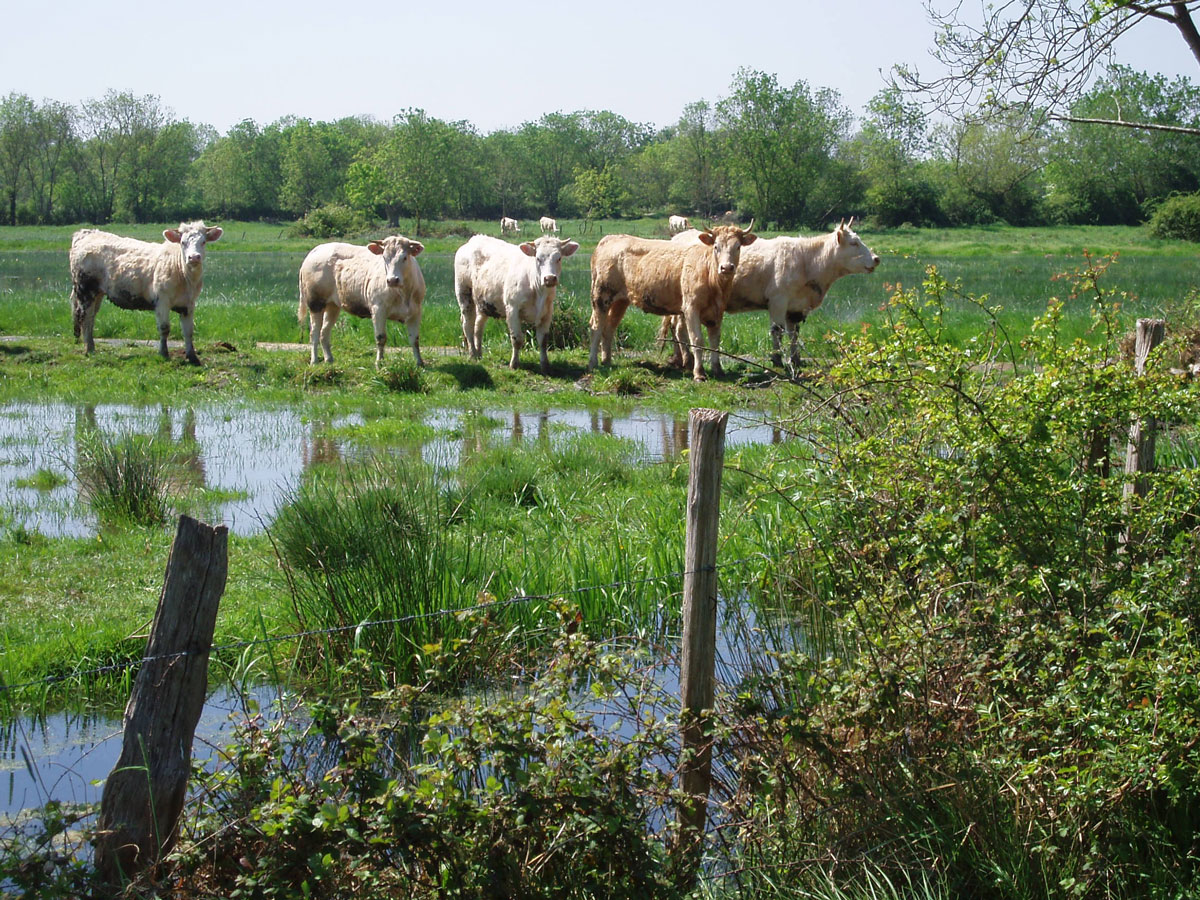 maraisvaches